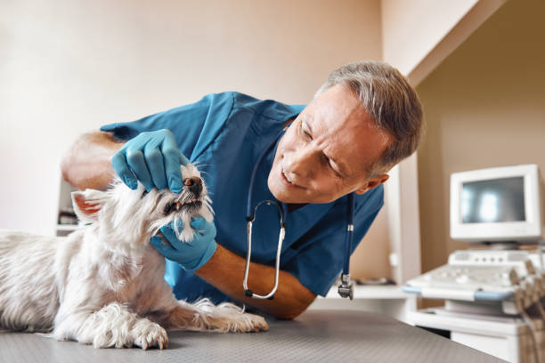 Best Dental Emergency Near Me  in Olivarez, TX